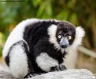 The black-and-white ruffed lemur, are primates of Madagascar island