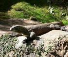 Komodo dragon
