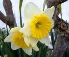 Daffodils