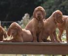 Vizsla puppies