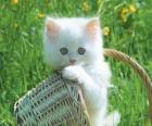 Cute white kitten