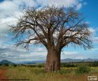 The Baobab (Adansonia digitata), is a large African tree