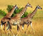 Three giraffes