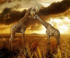 Two giraffes at dusk