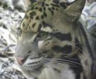 The clouded leopard