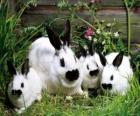 Family of rabbits