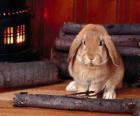 Rabbit beside the fire