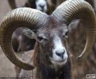 Goat with large horns