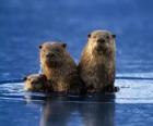 Family of otters