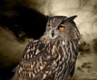 Eurasian eagle-owl