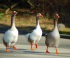 Domestic goose