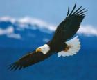 Eagle with wings wide open in flight