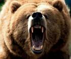 Angry bear