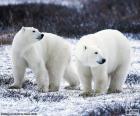 Pair of polar bears, a species threatened by climate change