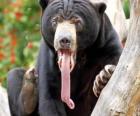 Sun bear