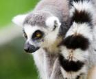 Ring-tailed lemur