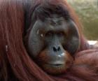 Bornean orangutan