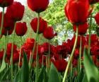 Red tulips