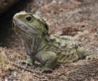 The tuatara is a reptile endemic to New Zealand