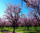 Flowering almond trees in spring