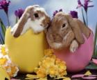 Bunnies in the Easter eggs