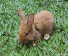 Small Bunny