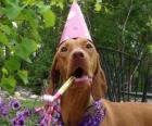 Dog with party hat