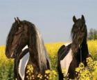 Two horses among the flowers