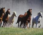 Herd of horses running in the Prairie