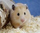 Hamster, used rodents as pets and laboratory animals