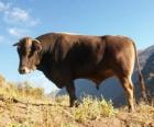 Ox grazing in the field