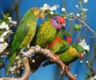 Four parakeets