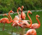 Flamingos in the water, big aquatic birds with pink plumage