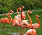 Flamingos in the water, big aquatic birds with pink plumage