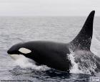 Orca or killer whale