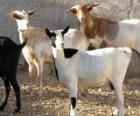 Domestic goats