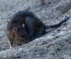 The rat is a rodent animal, extended by almost everyone