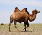 Camel, hornless ruminant animal with two humps as a fat storage