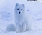 The Artic Fox in winter has all-white fur so that confusion with the snow