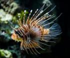 Red lionfish