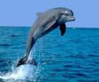 Dolphin