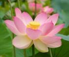 Indian Lotus, Sacred Lotus, Bean of India, is an aquatic plant that blooms in the water