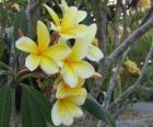 Yellow Plumeria