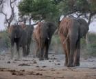 African elephants