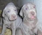 Weimaraner puppy