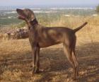 The Weimaraner is a dog that was originally bred for hunting