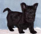 Scottish Terrier puppy