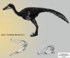 Zanabazar is one of the largest known troodontids, with a skull of 272 mm