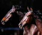 Two magnificent horses