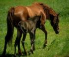 Horse and foal